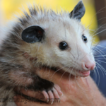 how to care for a baby possum