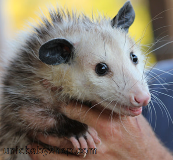 how to care for a baby possum